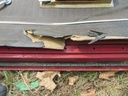 1966 Plymouth Fury Passenger's Side Door DR# 155 Mopar- Used C- Body