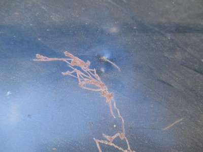 1968-69 Dodge Coronet Flat B- Body Hood H#41 Mopar